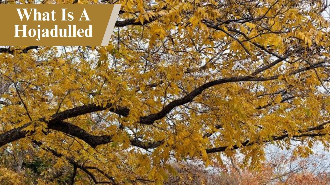 What Is A Hojadulled