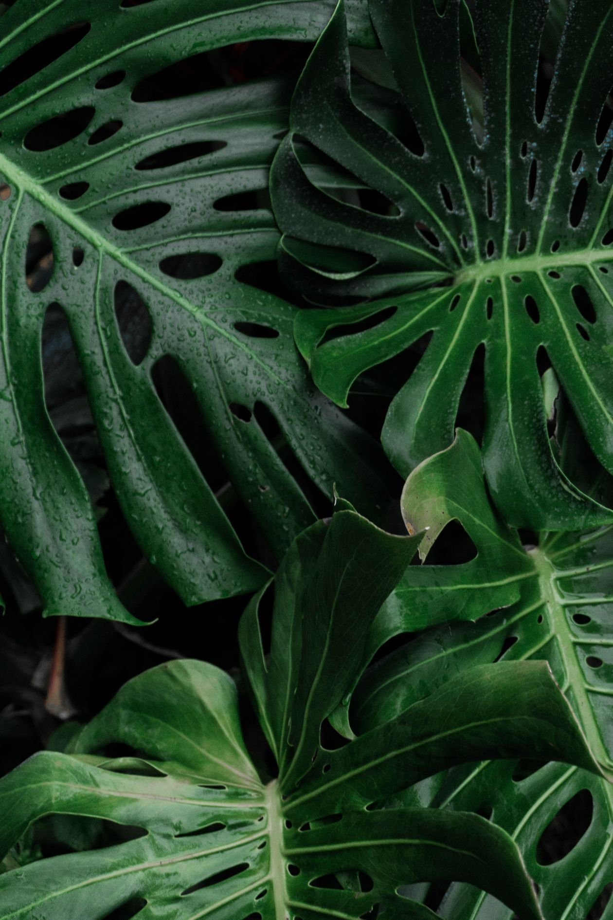 Green monstera leaves catching the light after cleaning