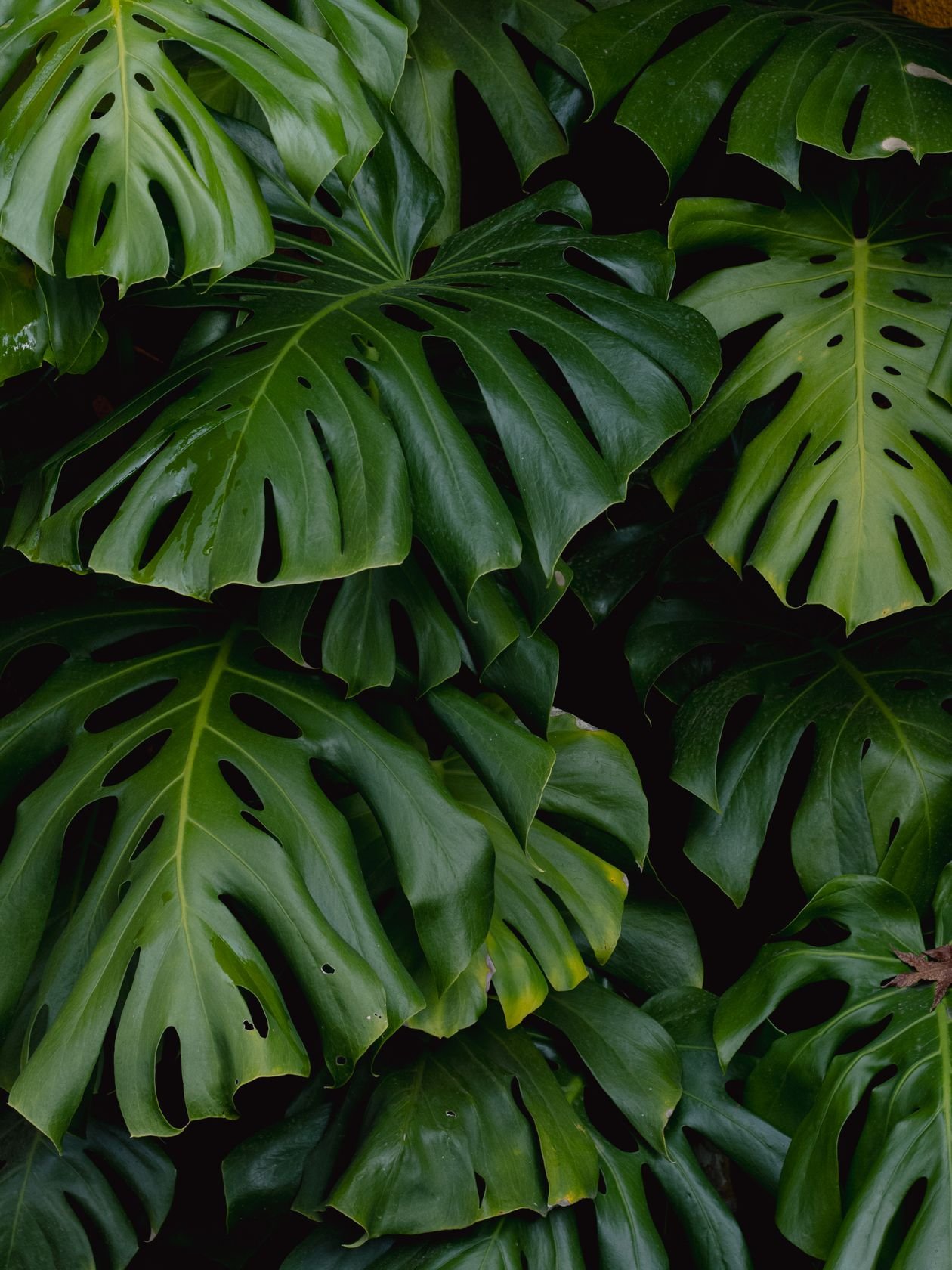 Monstera plant with large healthy glossy leaves in a bright room