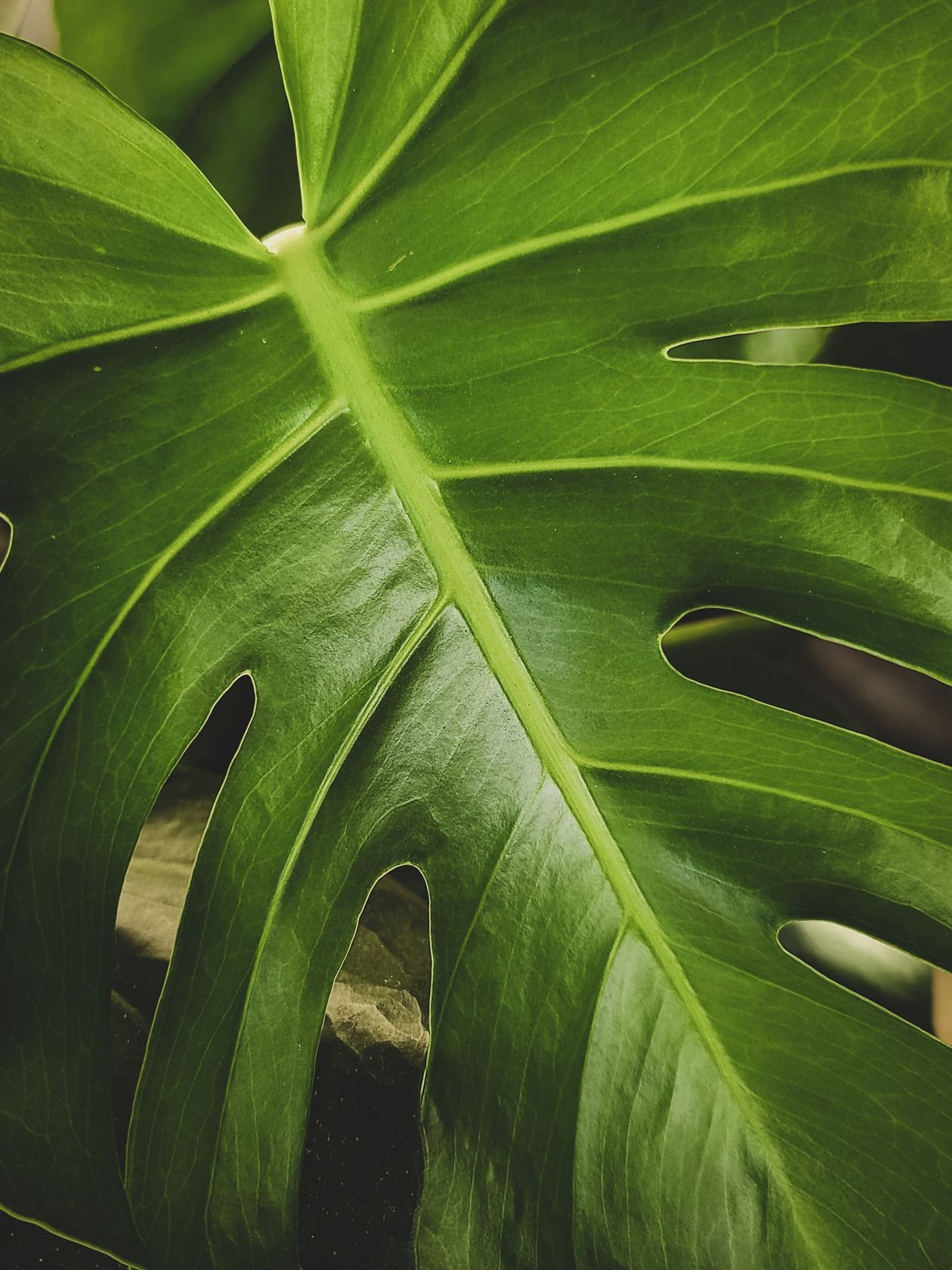 Close-up of a healthy glossy monstera leaf with natural patterns