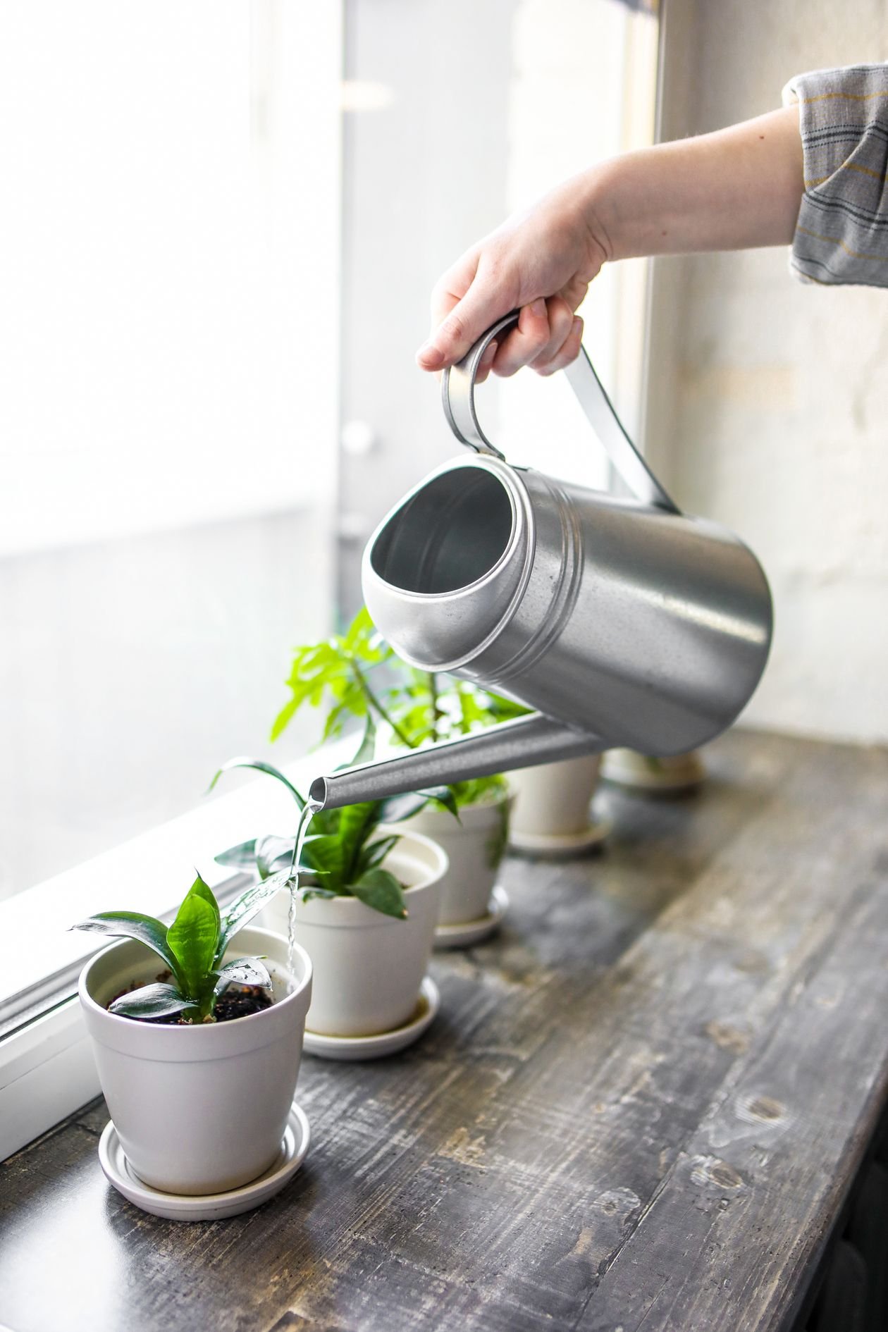 Watering a recovering houseplant gently after repotting