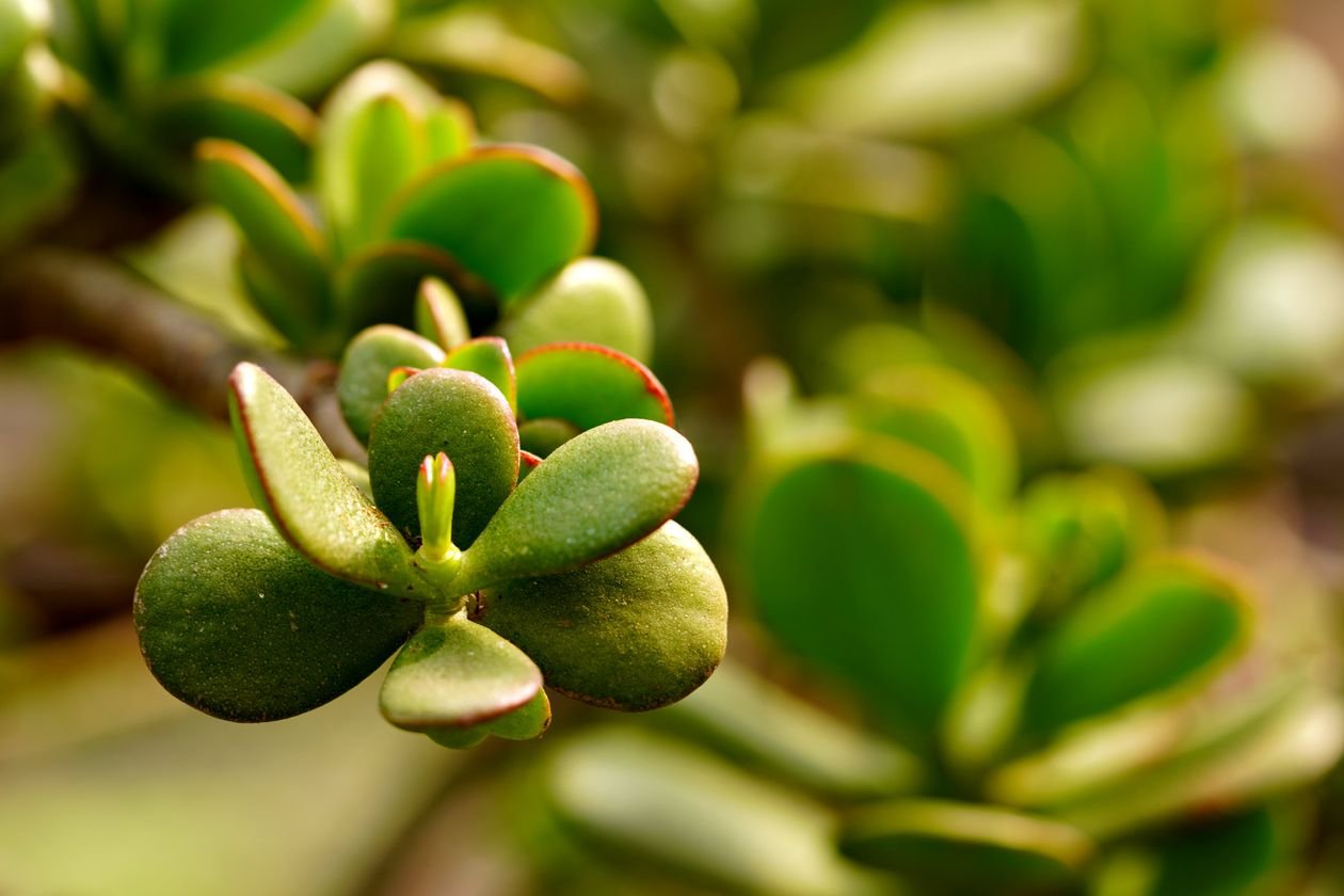 Jade plant with plump green leaves in bright sunlight
