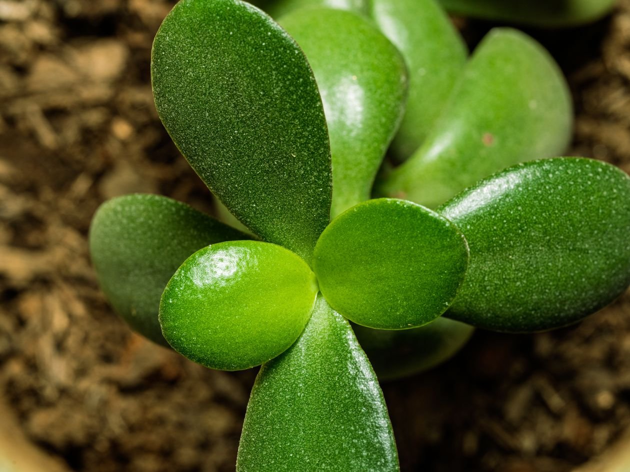 Close-up of healthy green jade plant leaves (Crassula ovata)