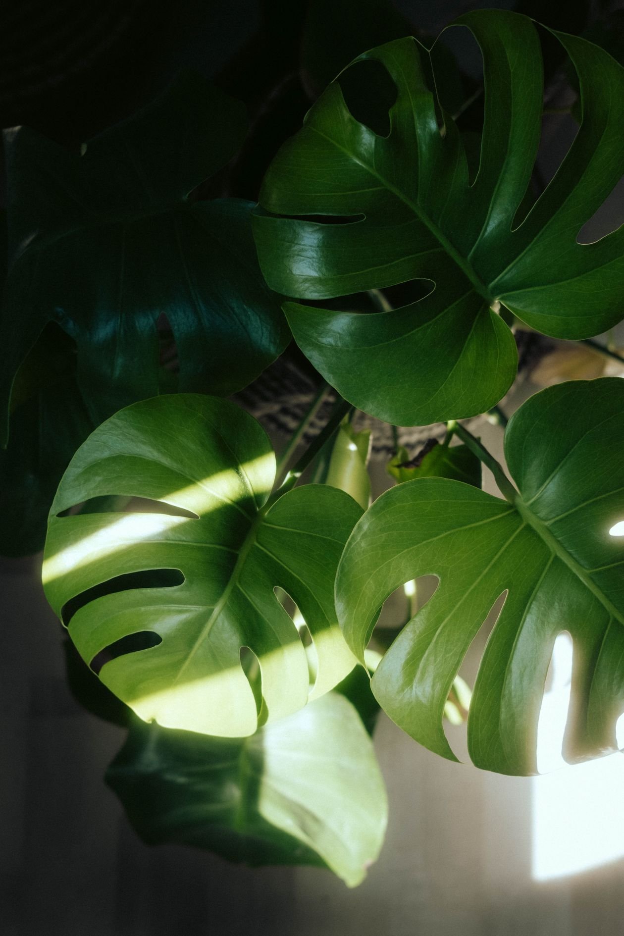 Monstera deliciosa leaves in bright indirect sunlight near a window