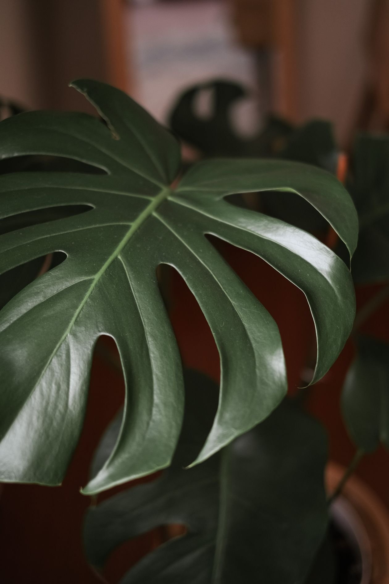 Monstera plant with fenestrated leaves in a bright room