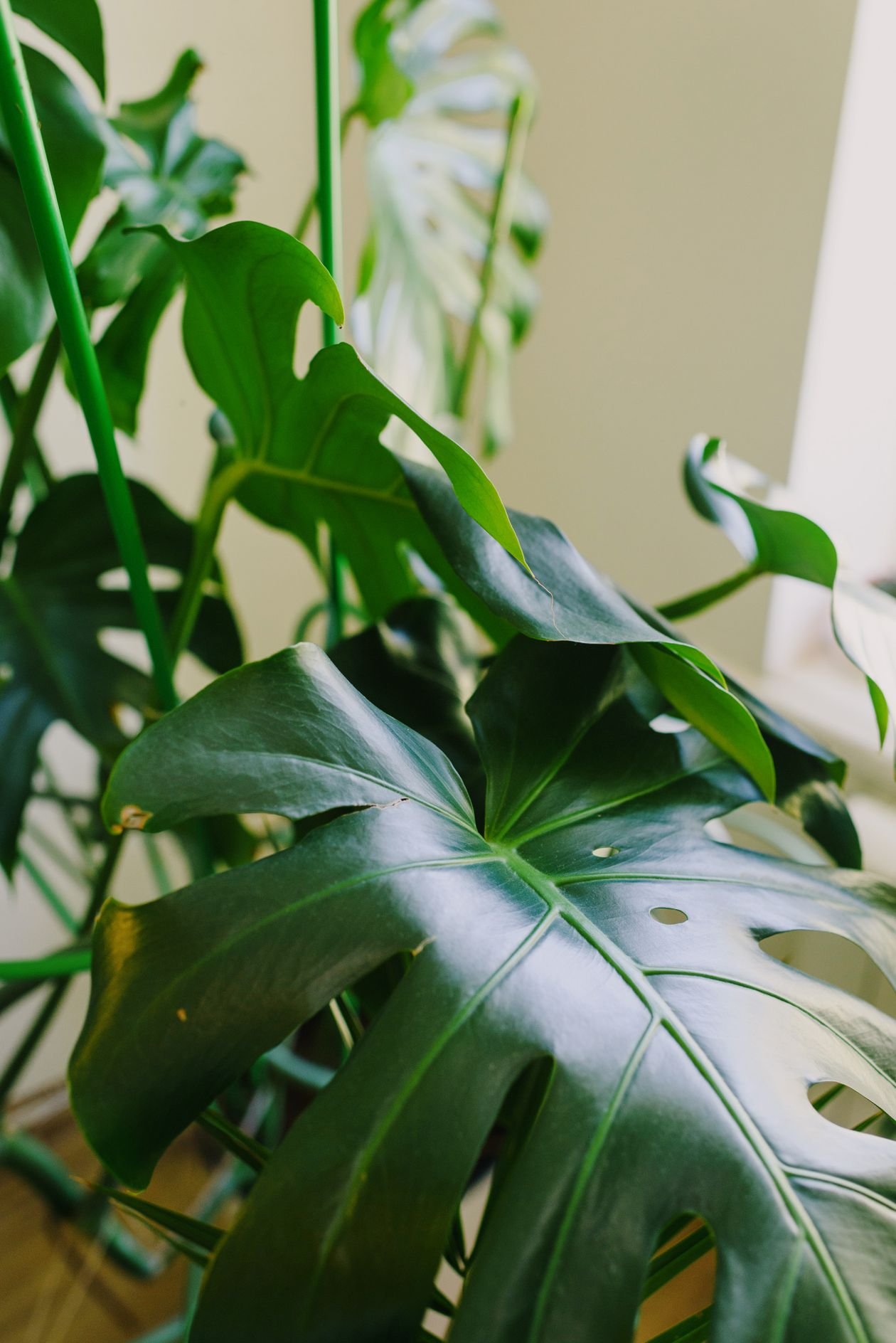 Healthy monstera deliciosa with large split green leaves indoors