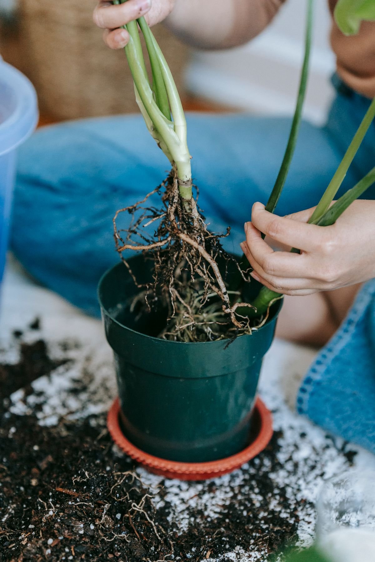 Exposed root ball of a houseplant during repotting to check root health