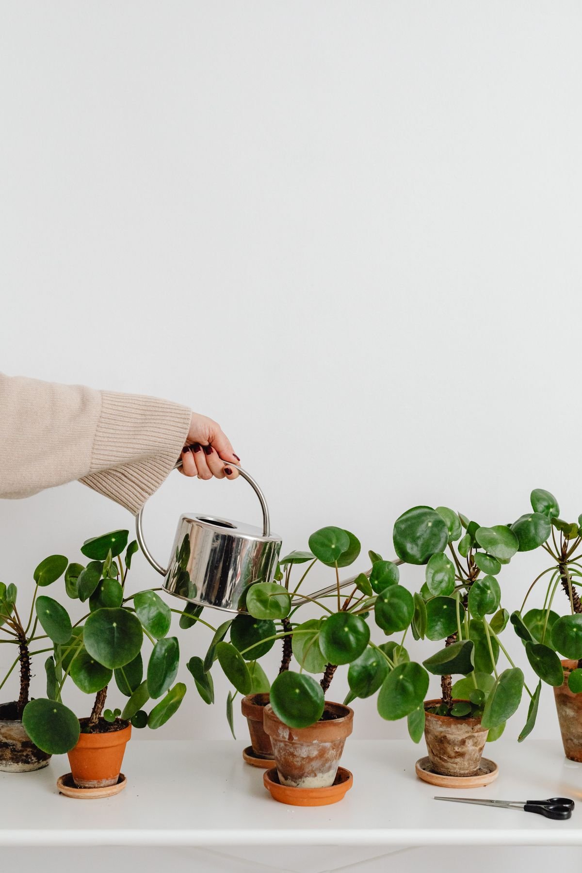 Watering can next to healthy indoor houseplants