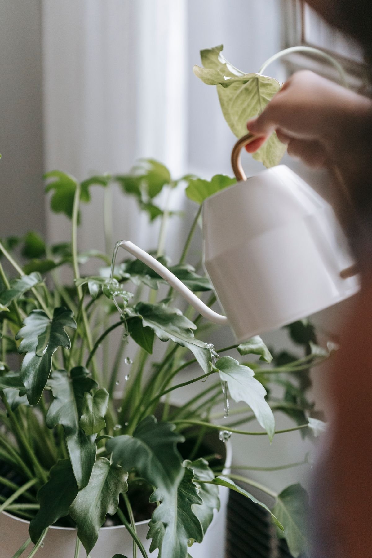 Watering a houseplant, showing the key to avoiding overwatering