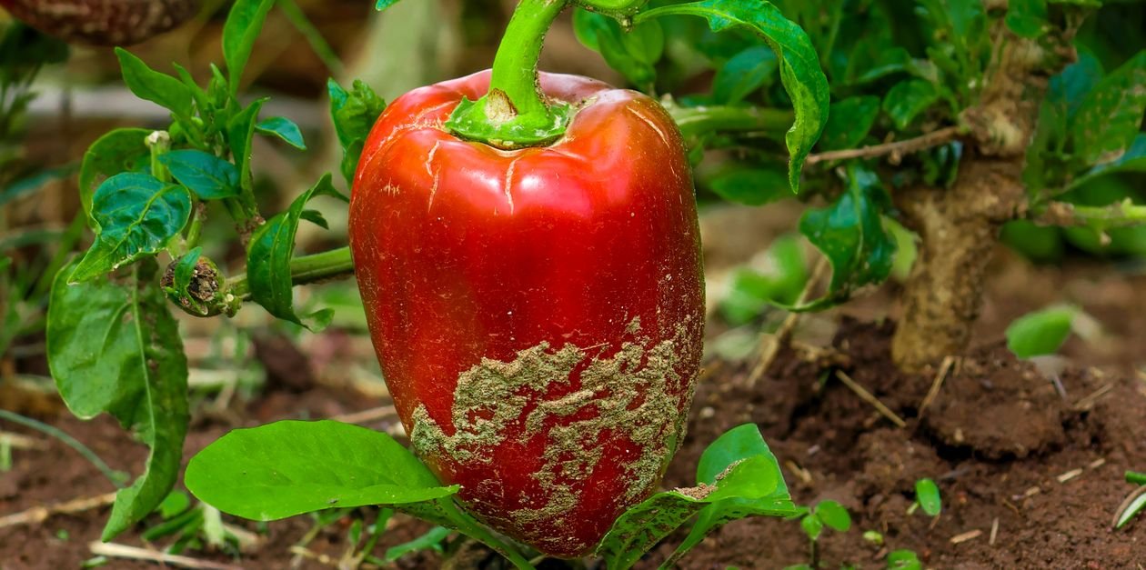 Close-up of red bell peppers growing in a garden