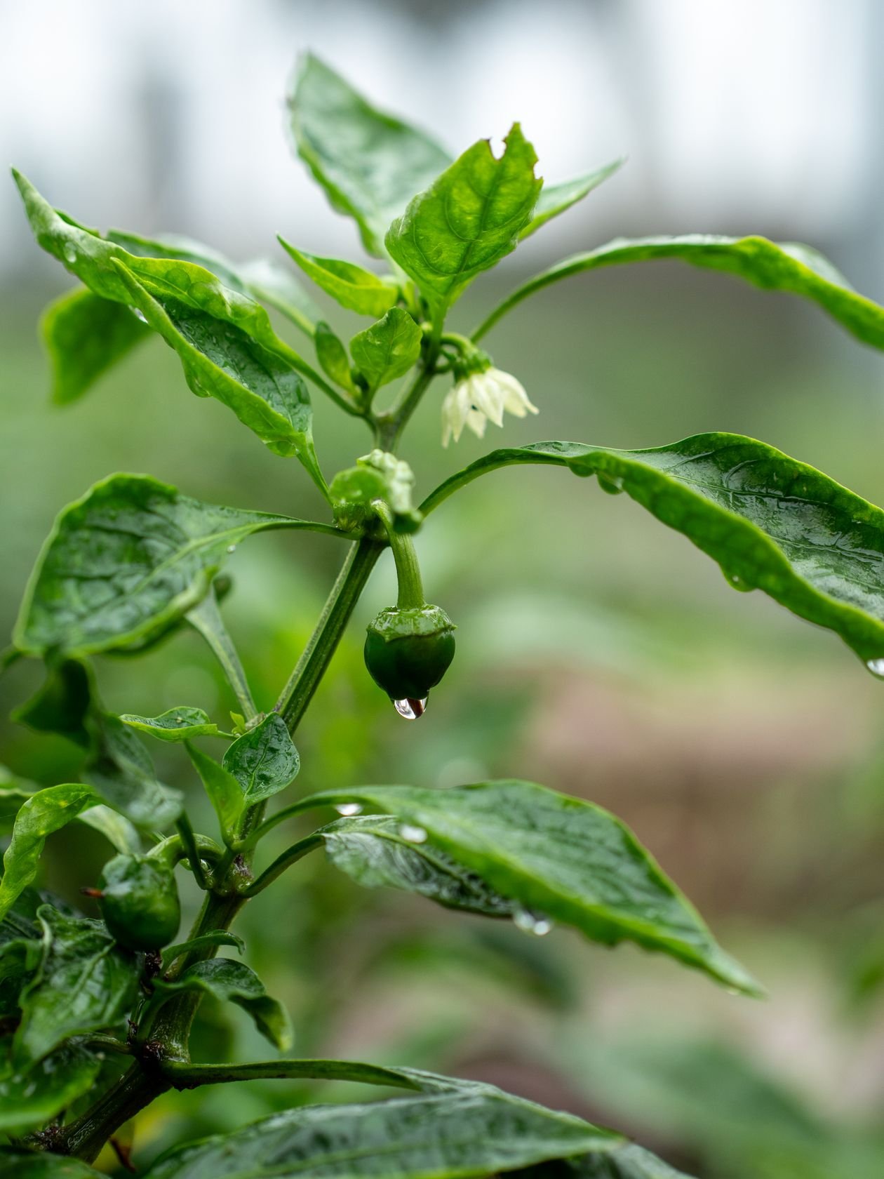 Green chilli pepper plant with healthy leaves growing
