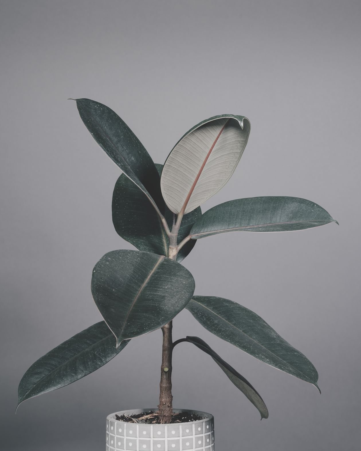 Rubber plant leaves showing natural curl and glossy texture