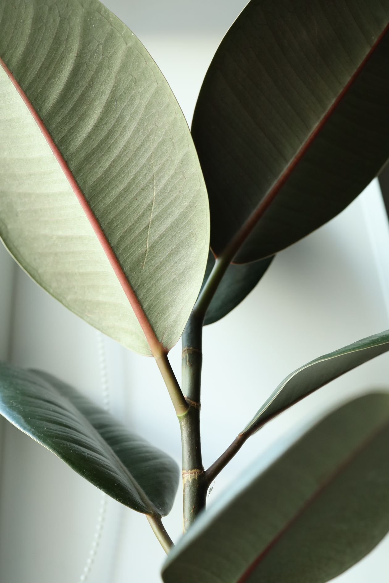 Glossy rubber plant foliage in bright indoor light