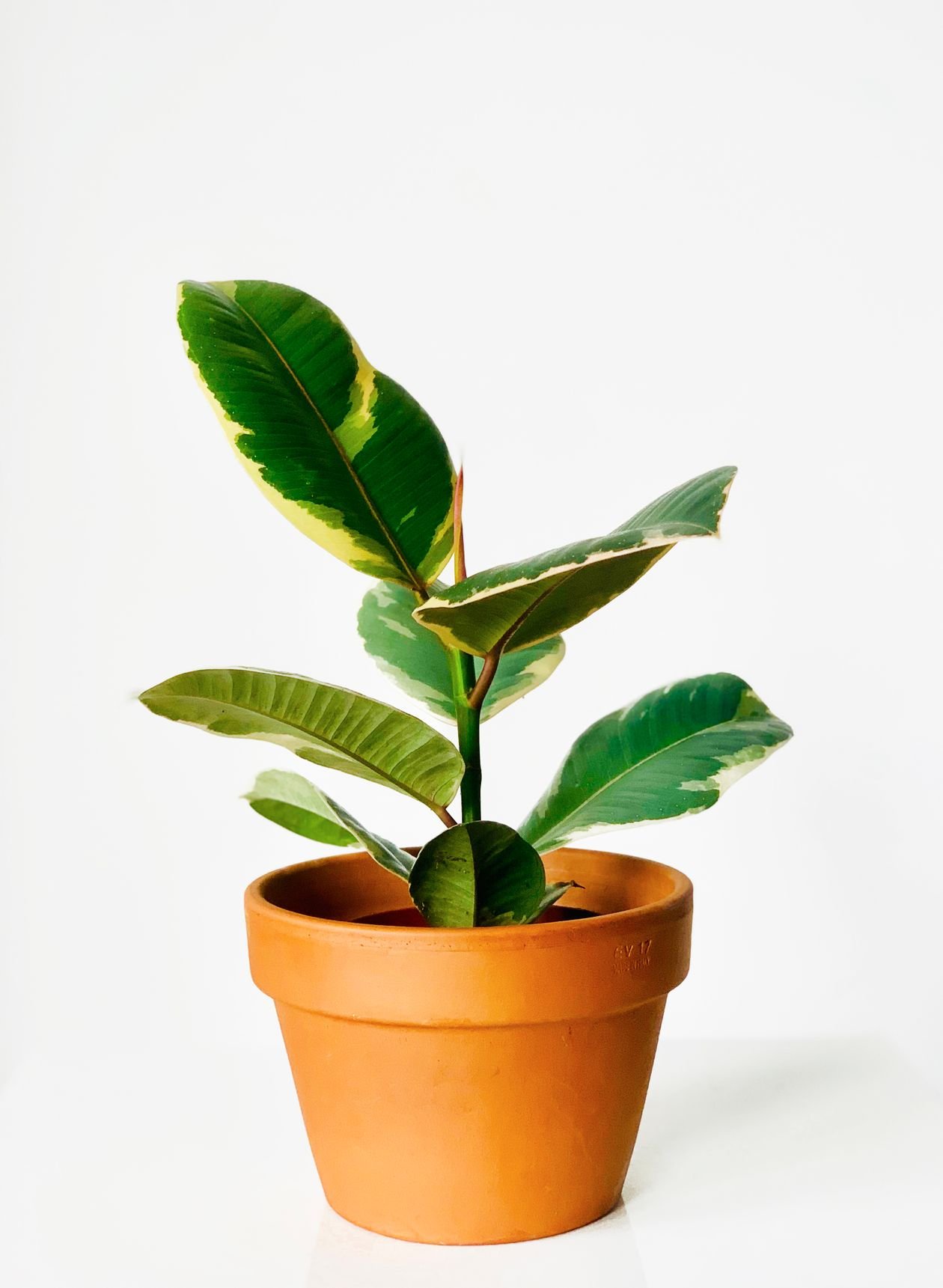 Healthy rubber plant with large glossy green leaves indoors