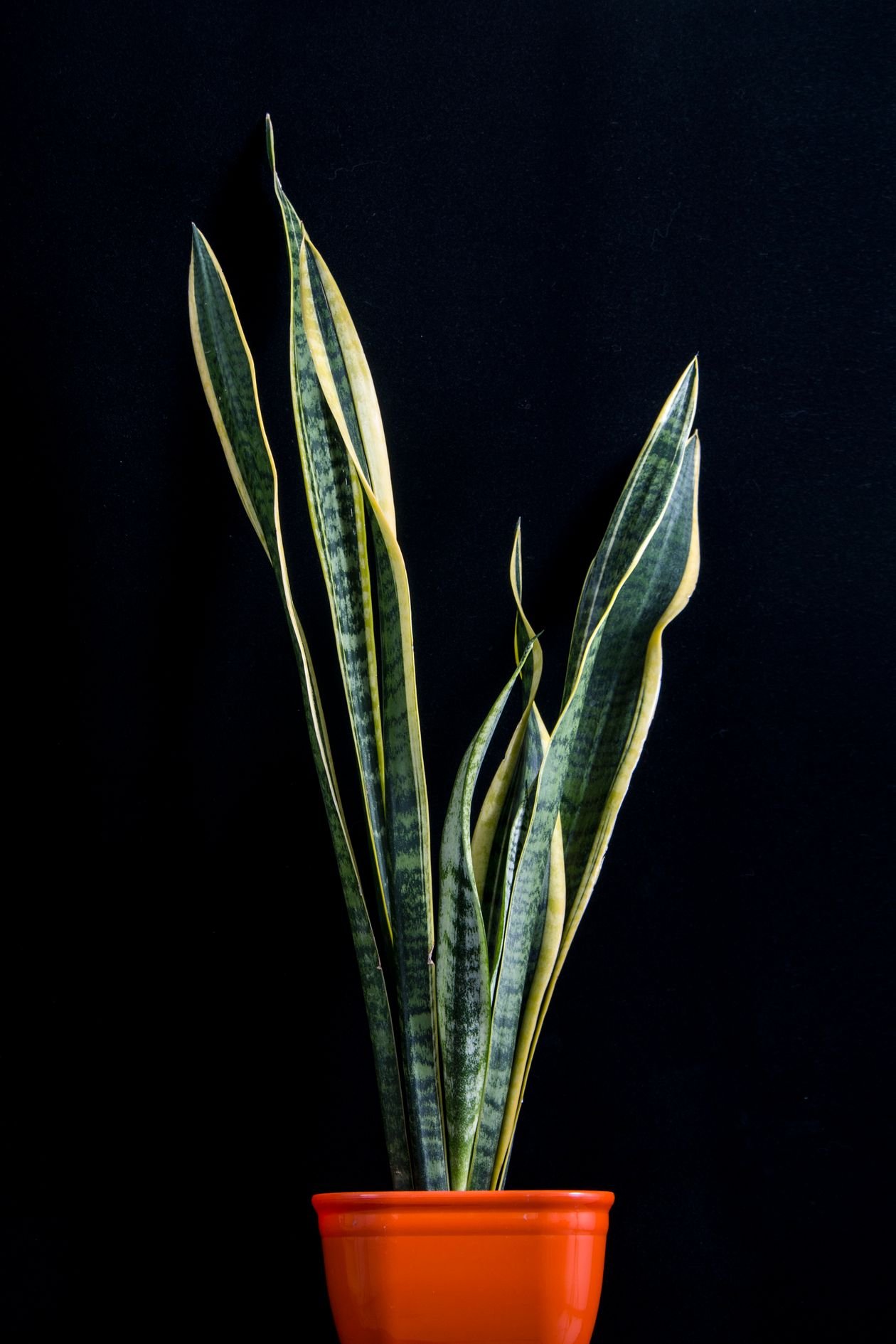 Close-up of snake plant leaves showing their stiff upright structure