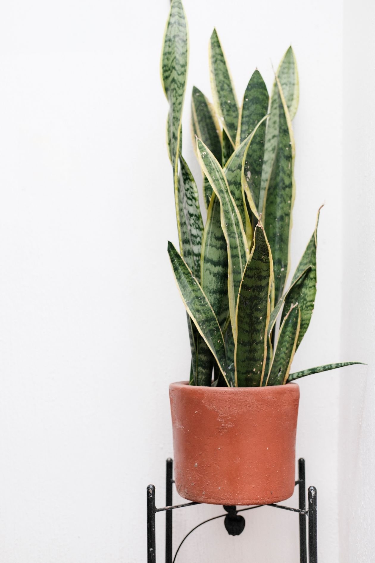 Healthy snake plant with tall upright leaves in a terracotta pot
