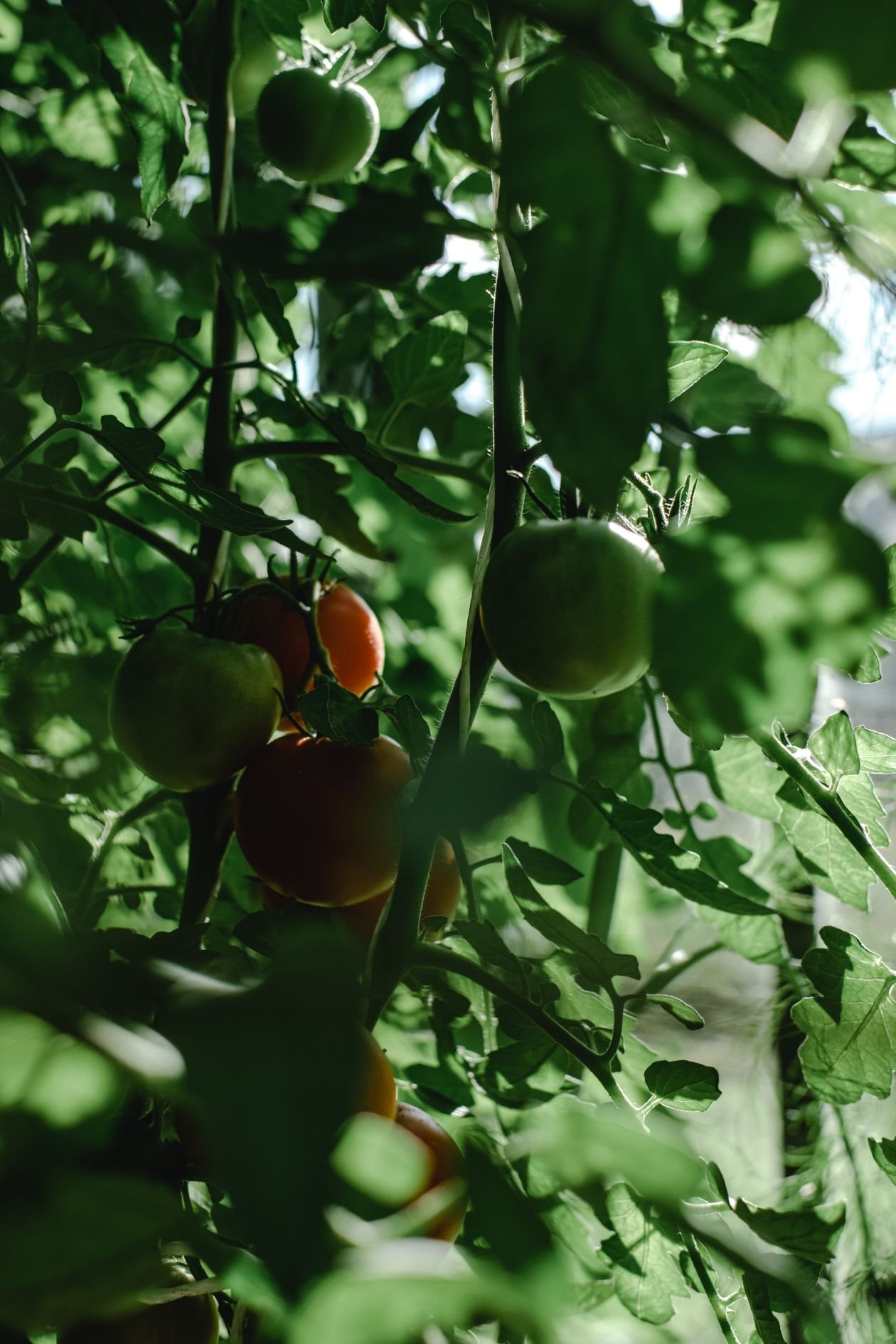 Tomato plant foliage with leaves in a vegetable garden