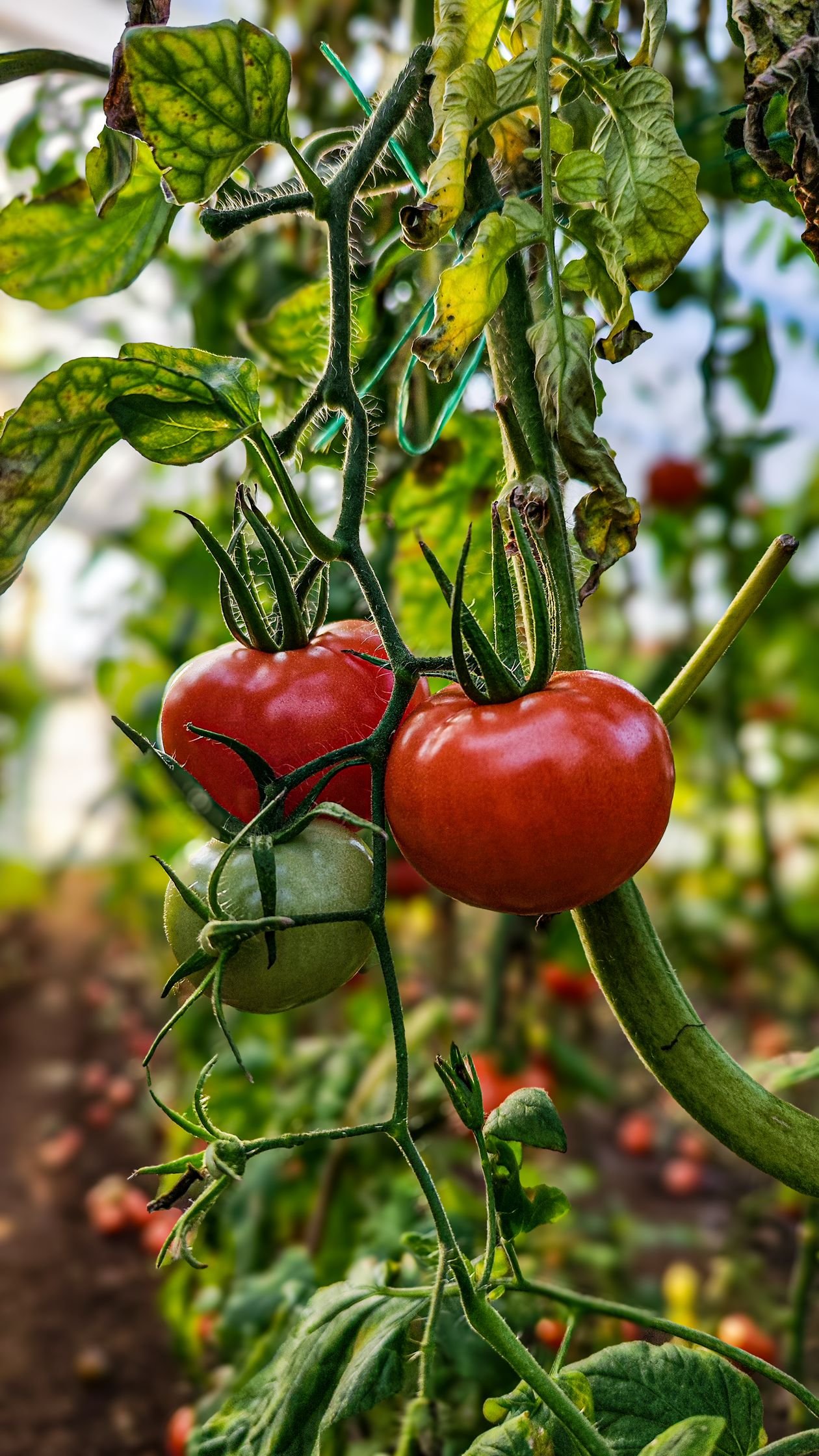 Ripe red tomatoes growing on the vine in a garden