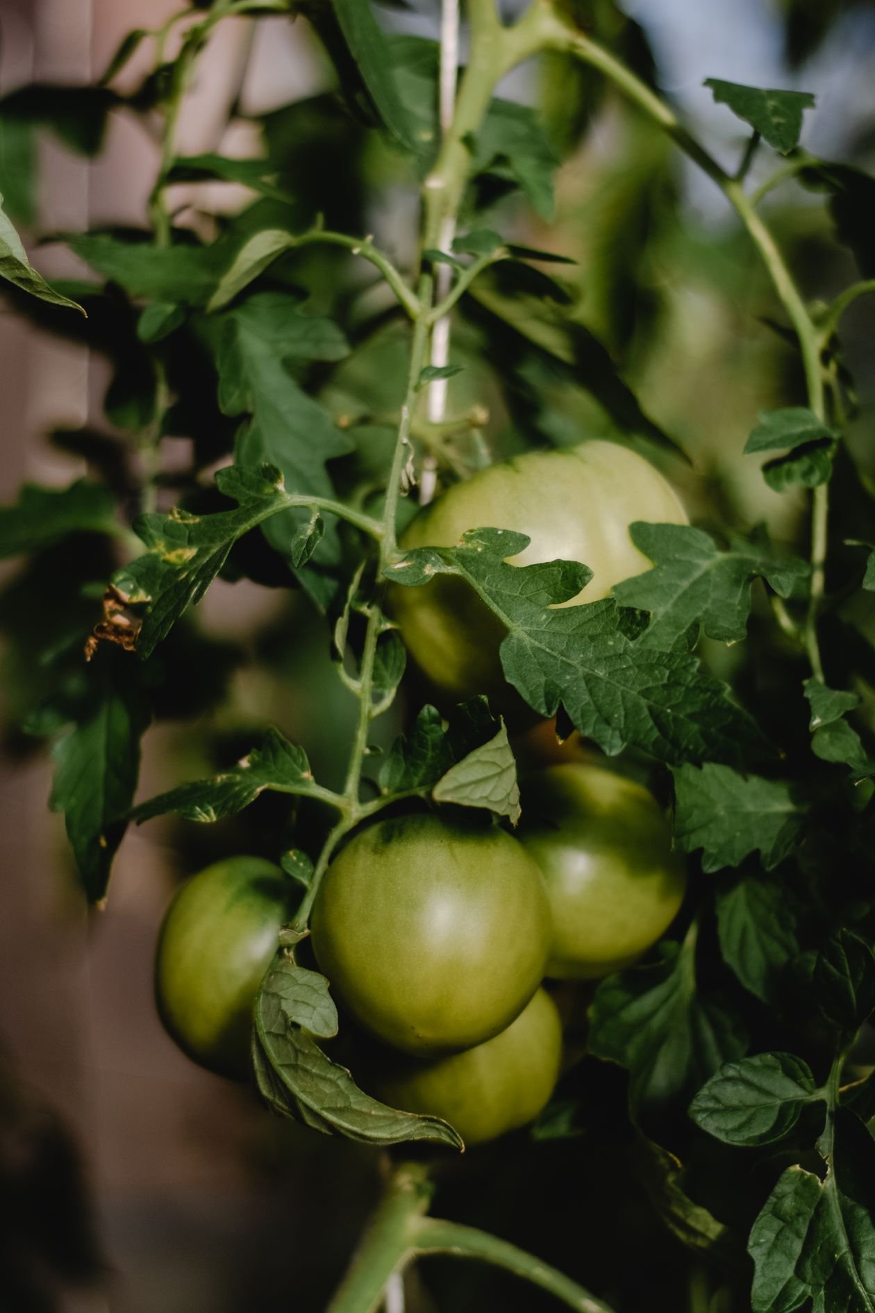 Healthy tomato plant with green leaves growing in a garden