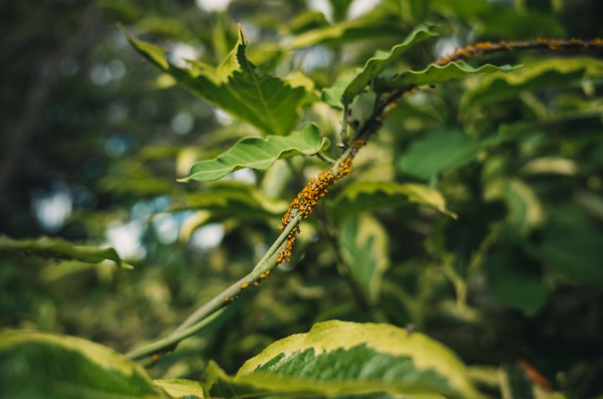 Checking houseplant leaves closely for tiny pests