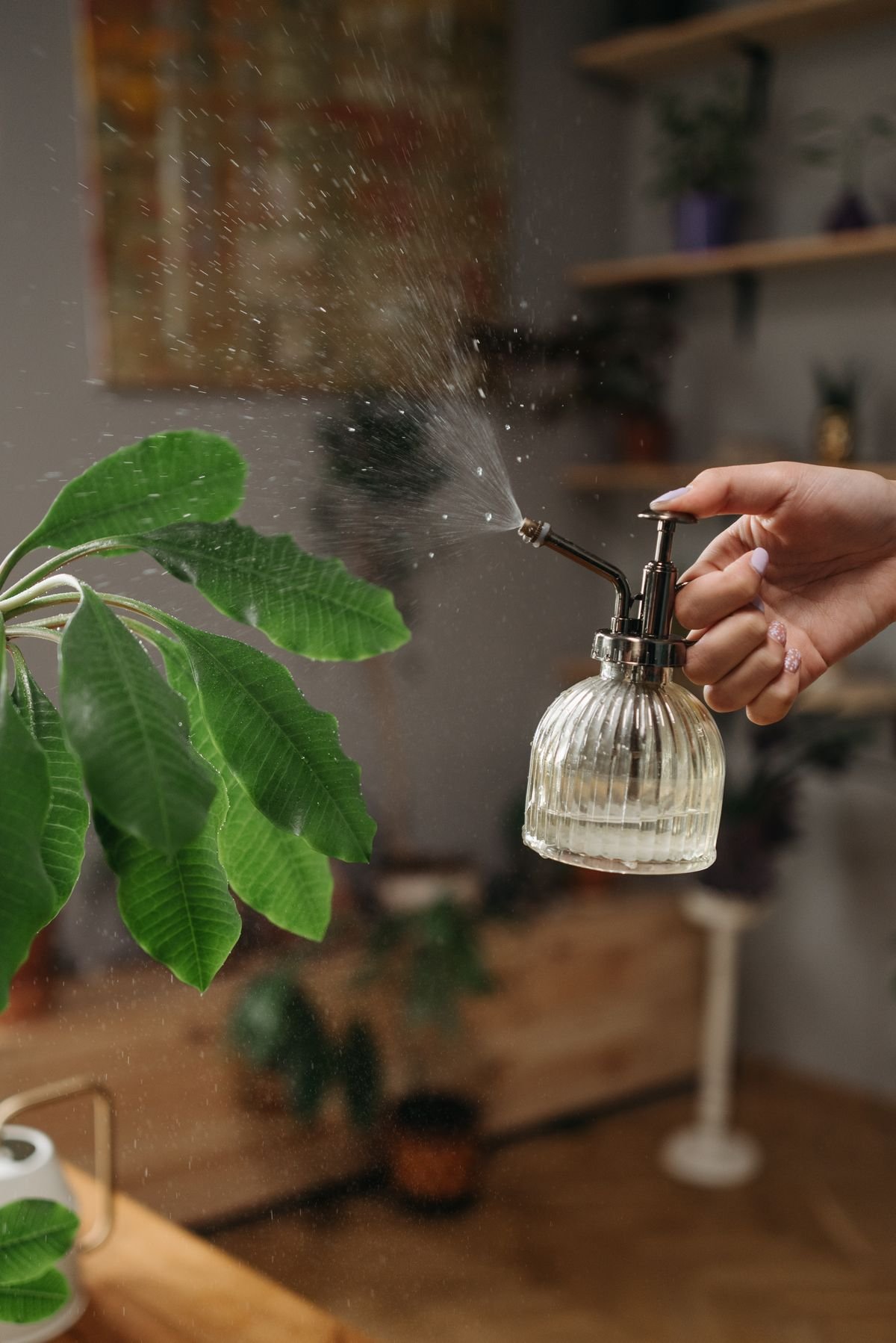 Misting a houseplant to raise humidity around curling leaves