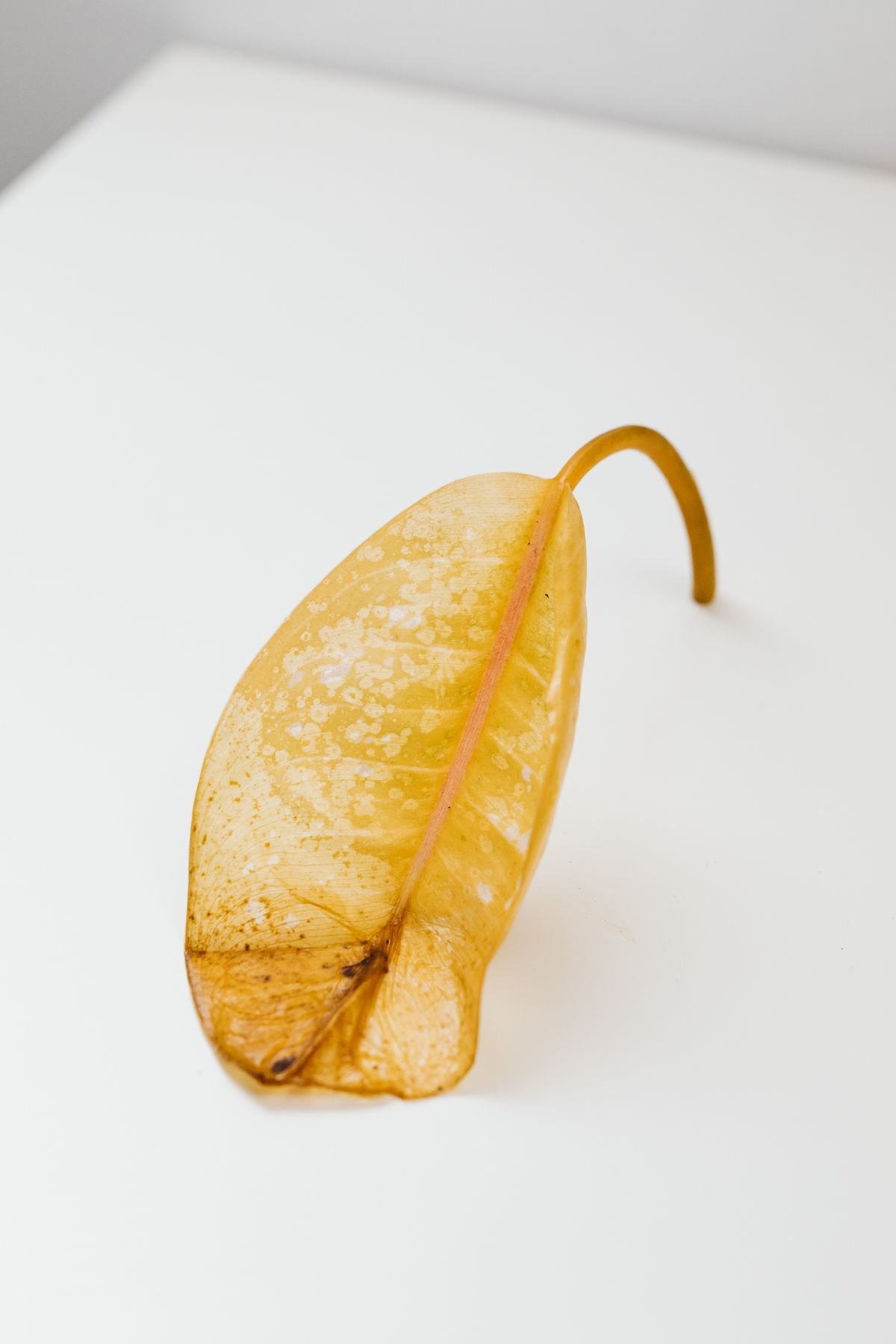 Close-up of a curled, dry plant leaf