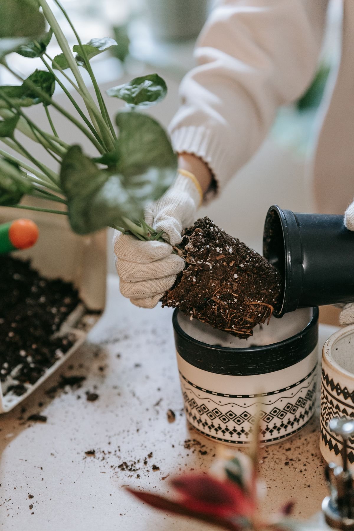 Hands repotting a houseplant into a larger pot with fresh soil