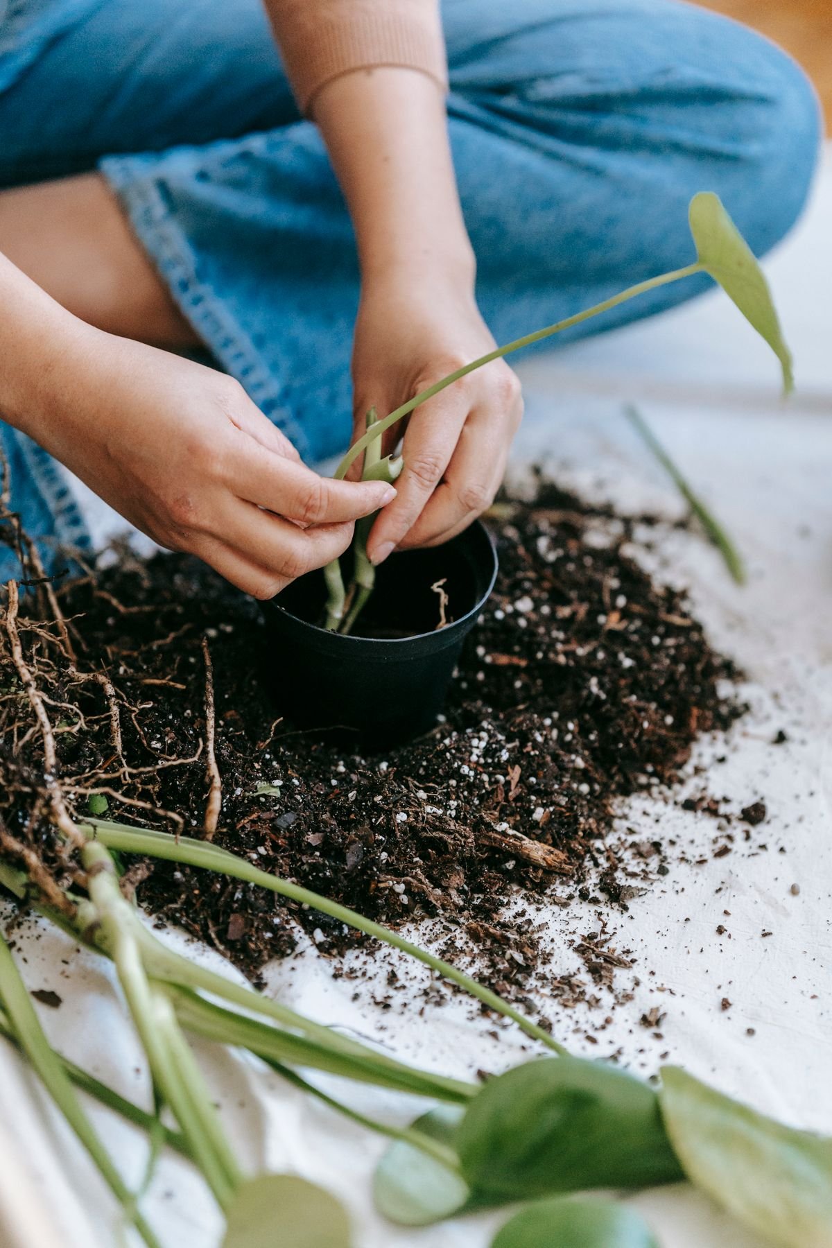 Repotting a root-bound houseplant showing tangled roots
