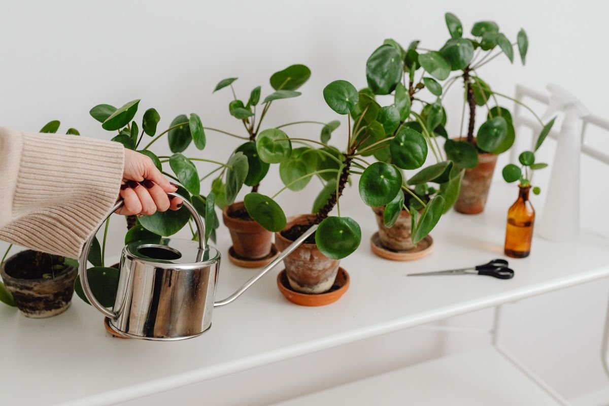 Person watering a drooping houseplant with a watering can