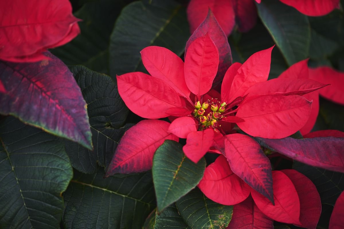 Red poinsettia plant, famous for dropping leaves after the holidays