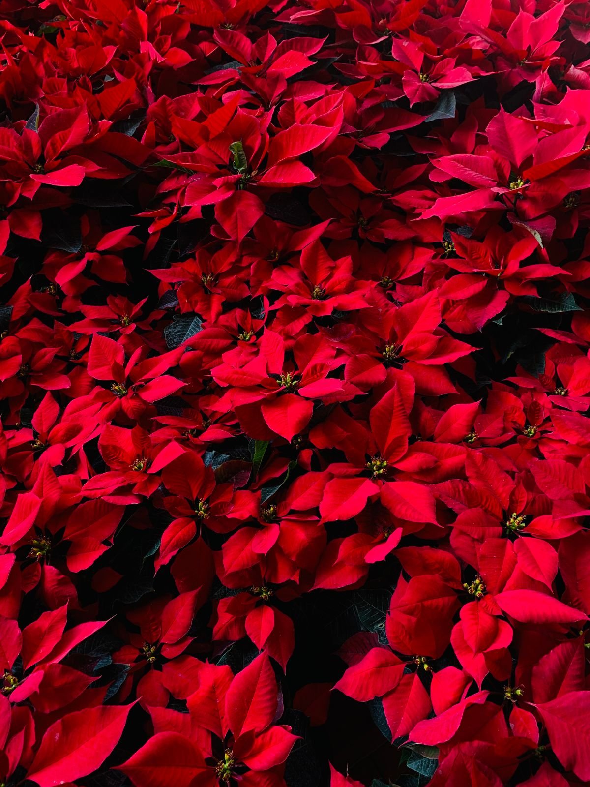 Close-up of poinsettia leaves and red bracts