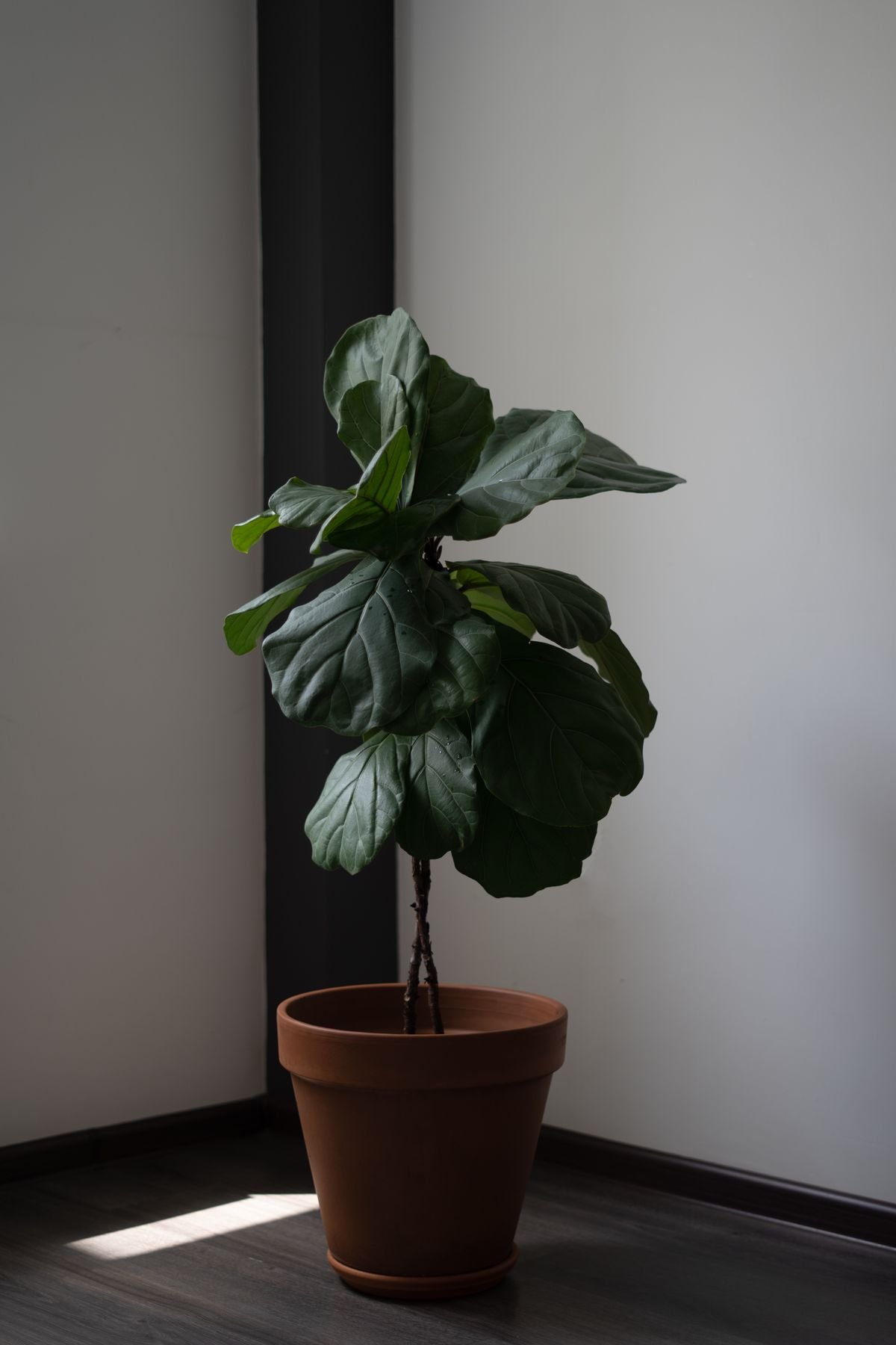 Fiddle leaf fig tree in a pot indoors, a plant known for dropping leaves