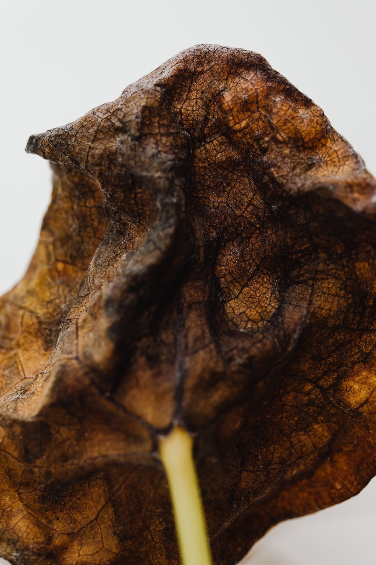 Dried brown leaves showing crispy edge damage on a plant