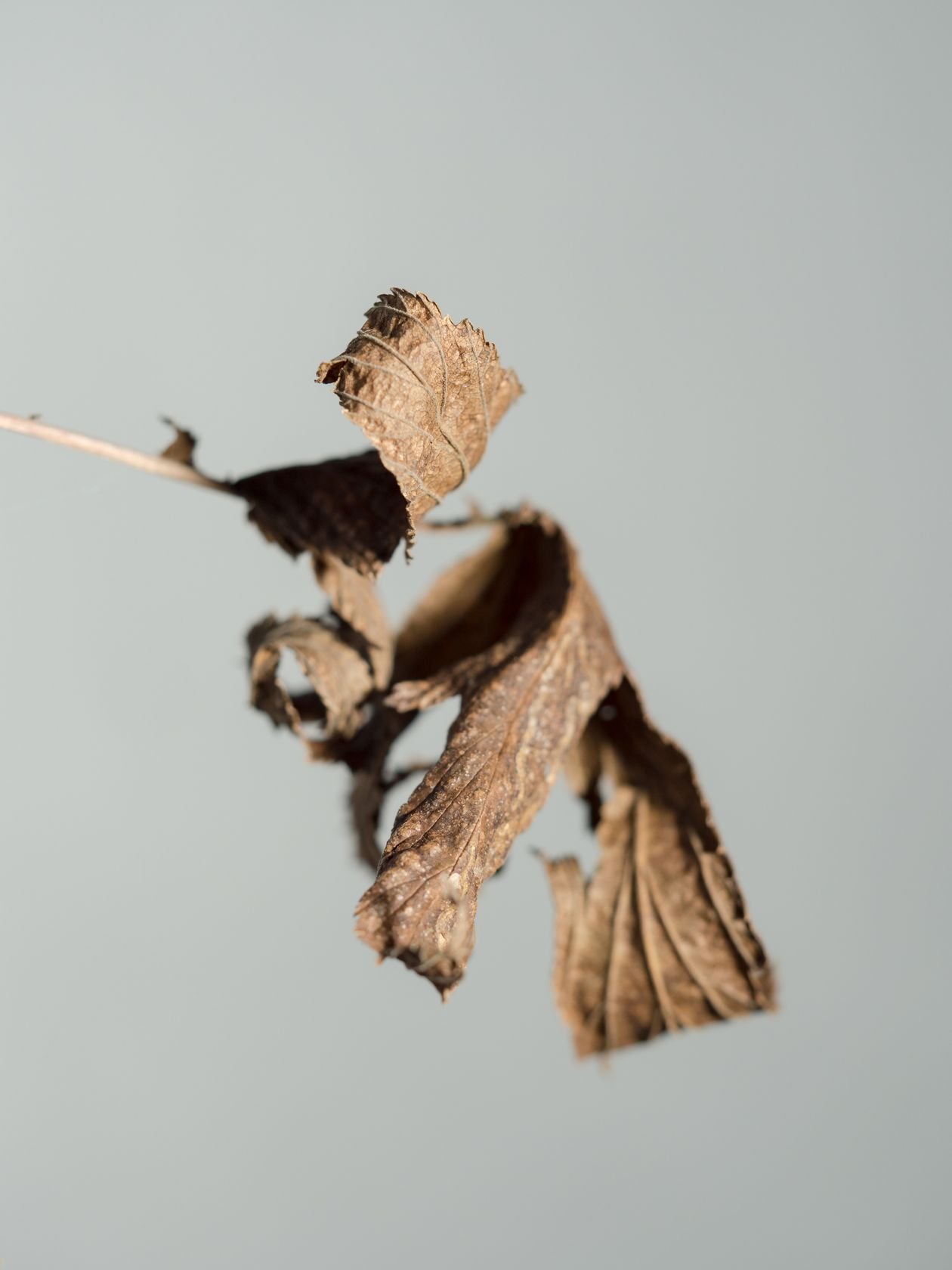 Close-up of brown leaf damage and dry texture on foliage