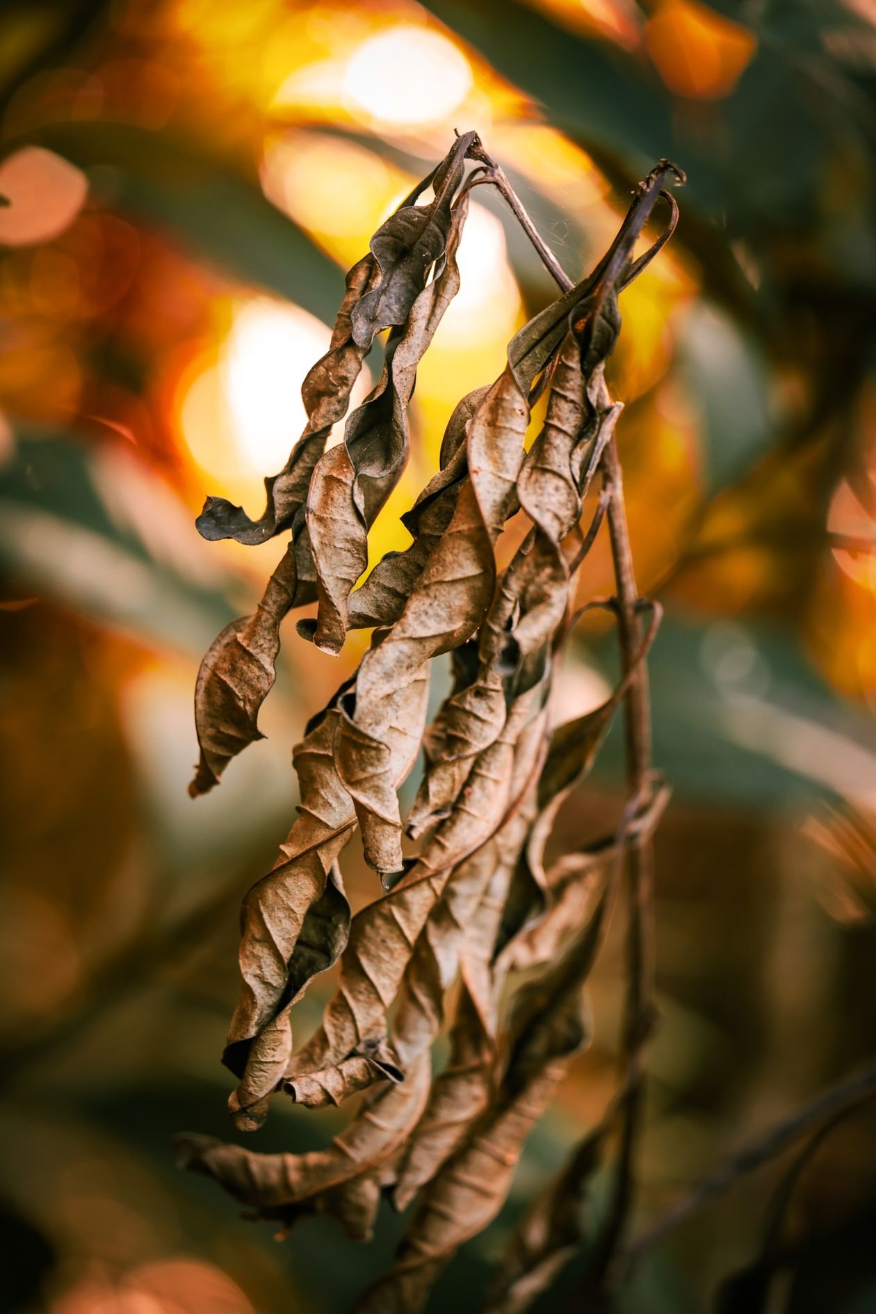 Close-up of dried brown leaves on a struggling houseplant