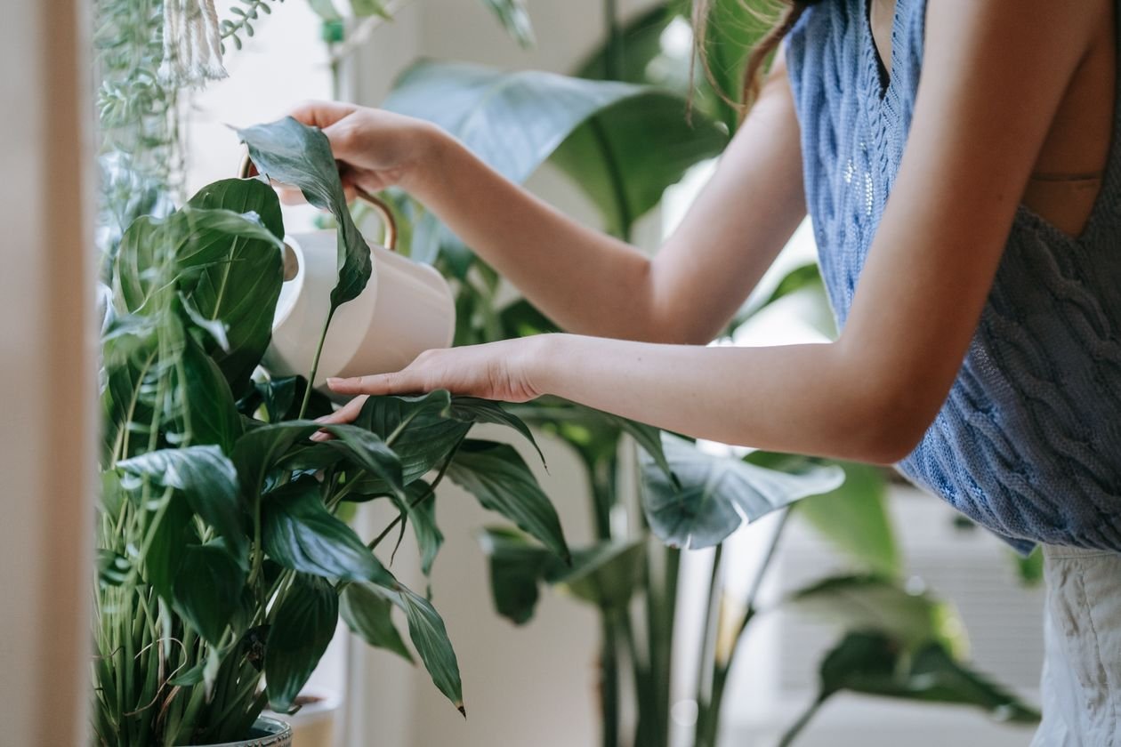 Checking soil moisture with a finger before watering a houseplant