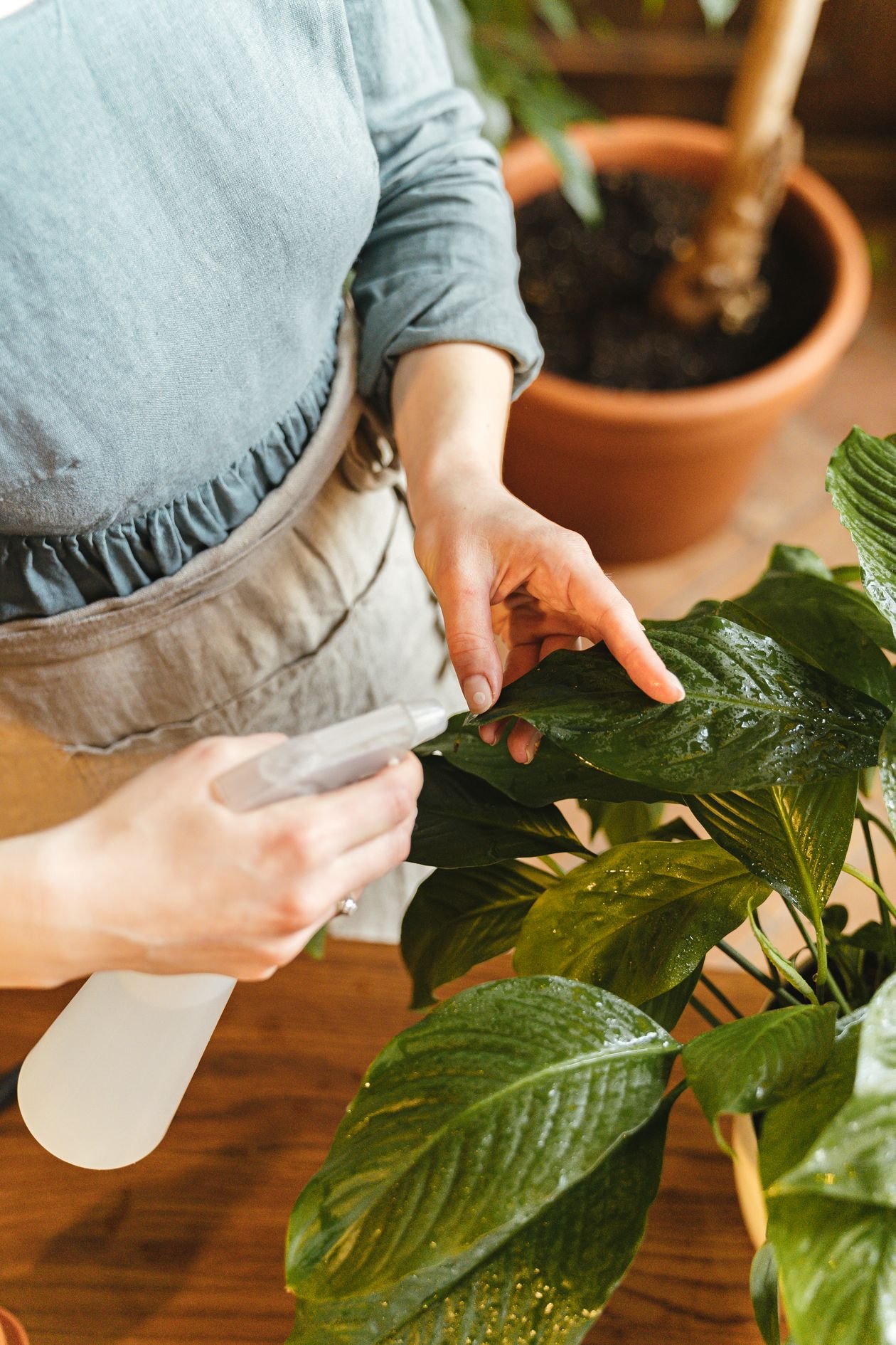 Healthy green houseplant leaves thriving with proper care and light
