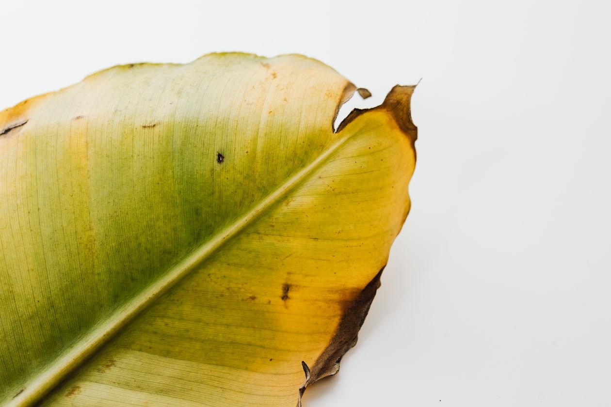 Houseplant showing yellow lower leaves while upper leaves remain green