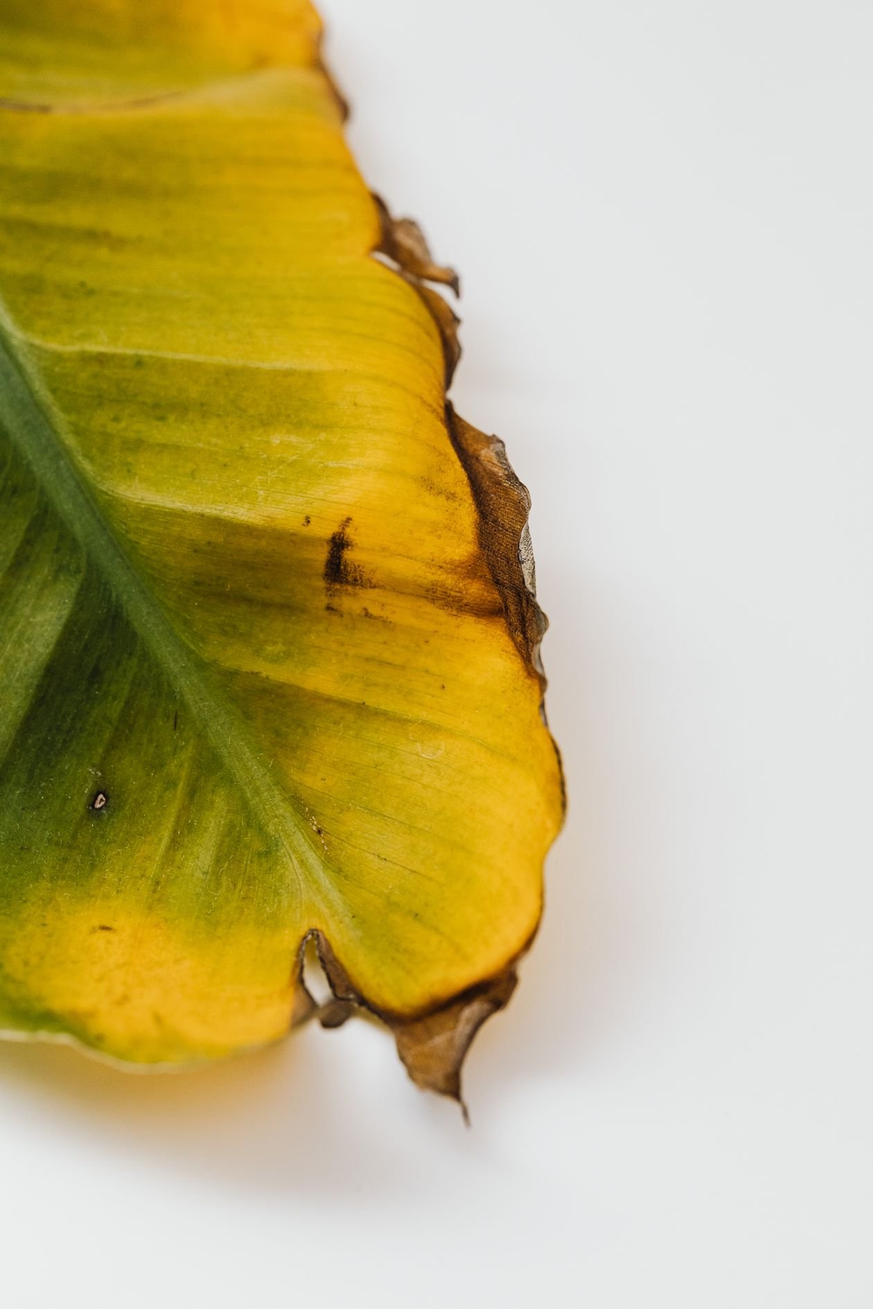Close-up of yellow leaves on a houseplant showing signs of distress